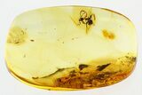 Detailed Fossil Ant (Dolichoderinae) In Baltic Amber #307311-2